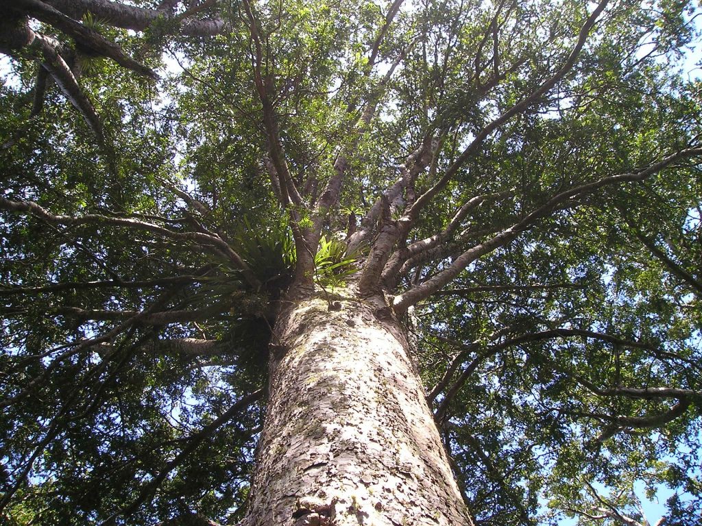 8-signs-of-an-have-an-unhealthy-tree